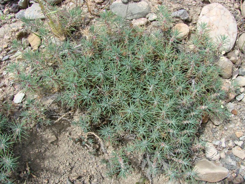 Image of Polycnemum perenne specimen.