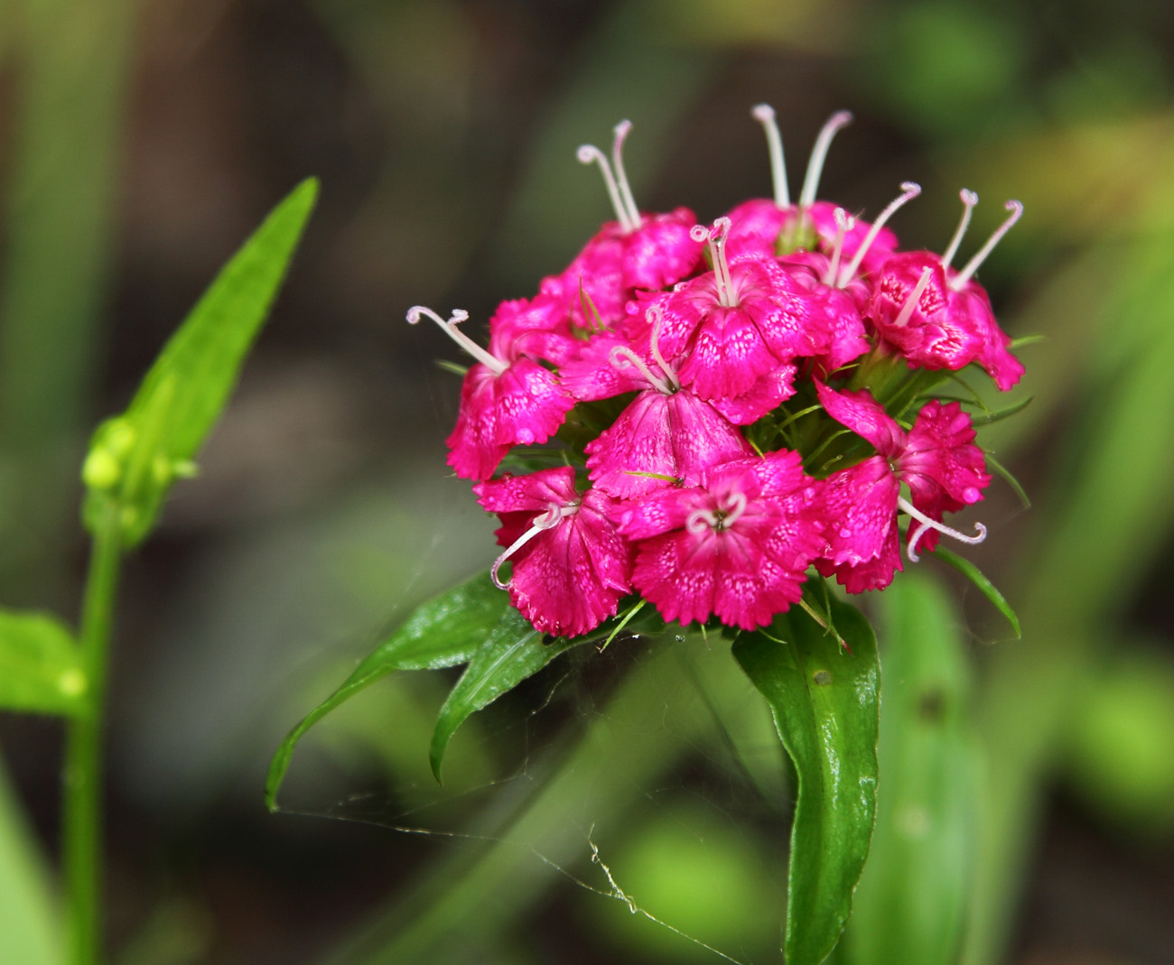 Изображение особи Dianthus barbatus.