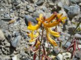 Corydalis schelesnowiana