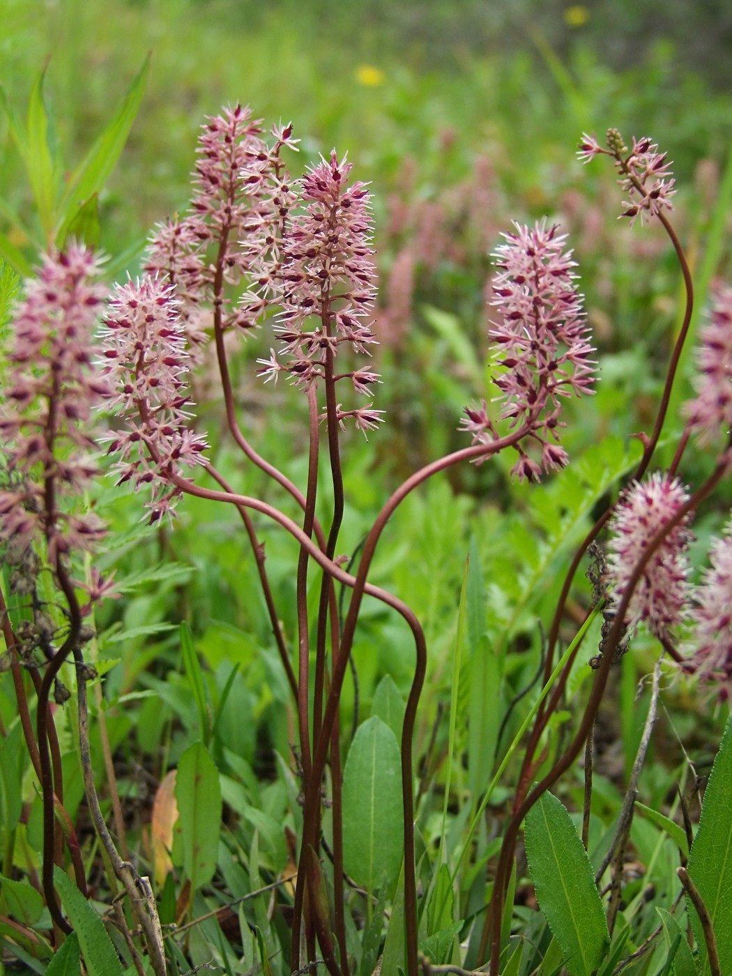 Изображение особи Tofieldia coccinea.