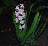 Hyacinthus orientalis