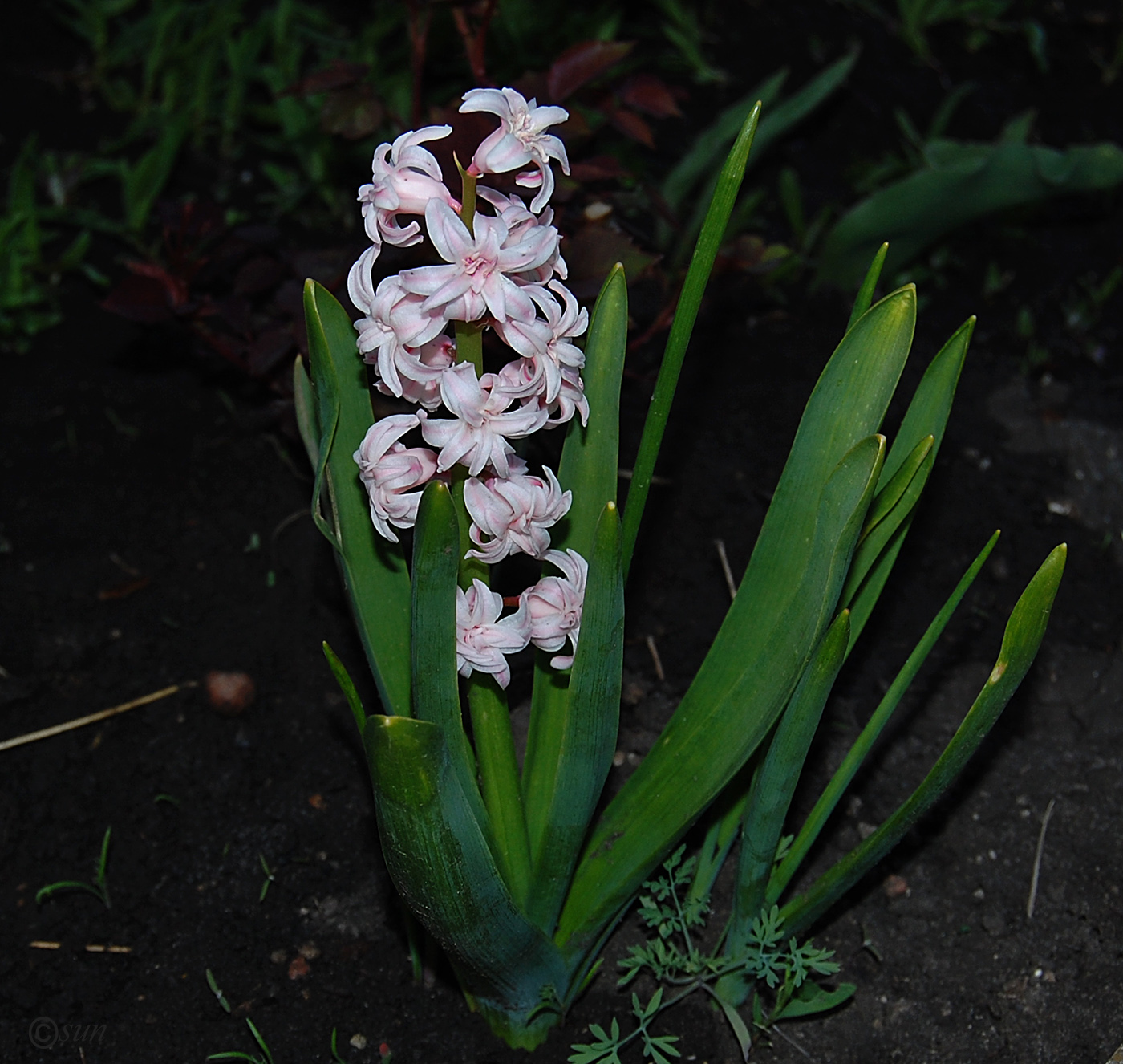 Изображение особи Hyacinthus orientalis.