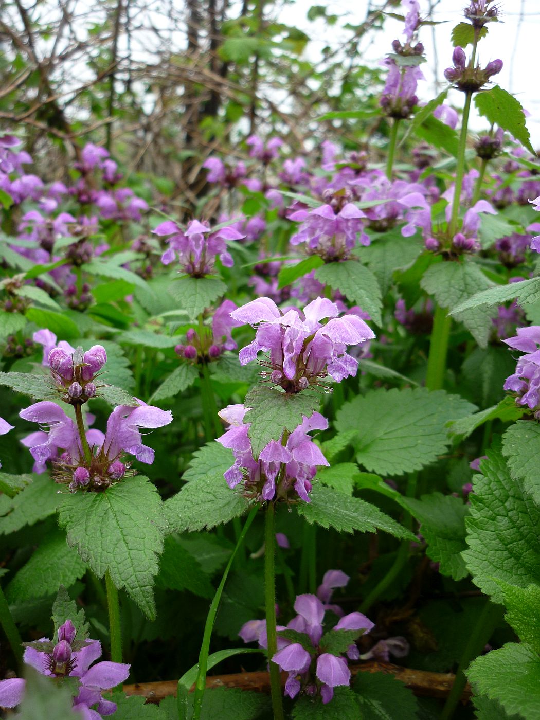 Image of Lamium maculatum specimen.