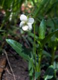 Viola stagnina