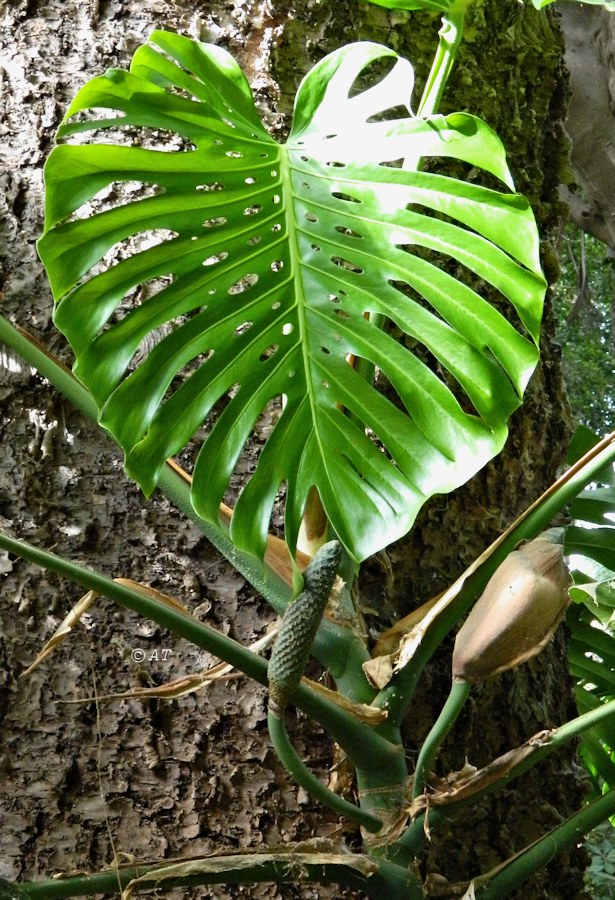 Изображение особи Monstera deliciosa.