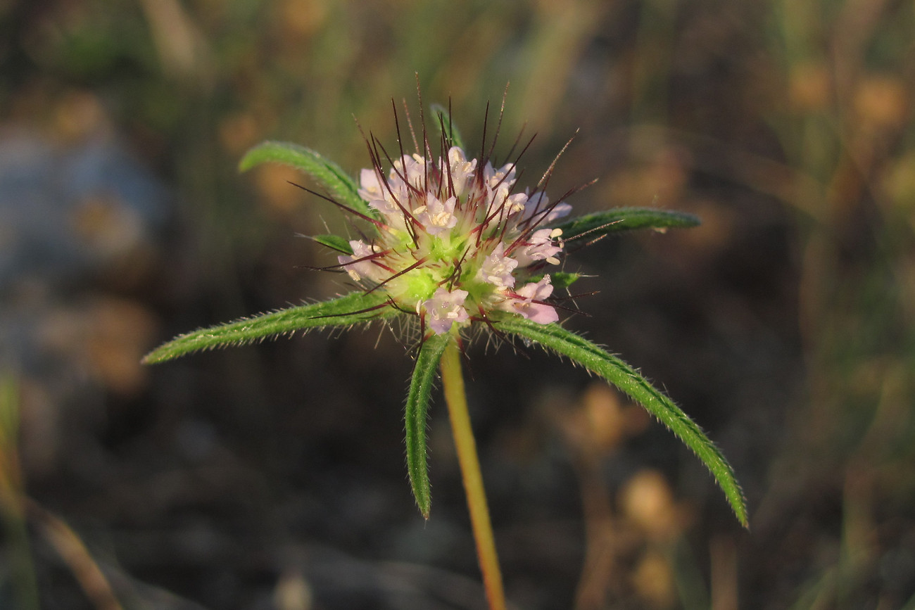 Image of Lomelosia divaricata specimen.