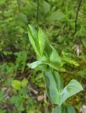 Blackstonia perfoliata