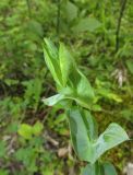 Blackstonia perfoliata. Верхушка расцветающего растения. Краснодарский край, м/о город-курорт Сочи, окр. с. Монастырь, просека под ЛЭП. 12 июня 2017 г.