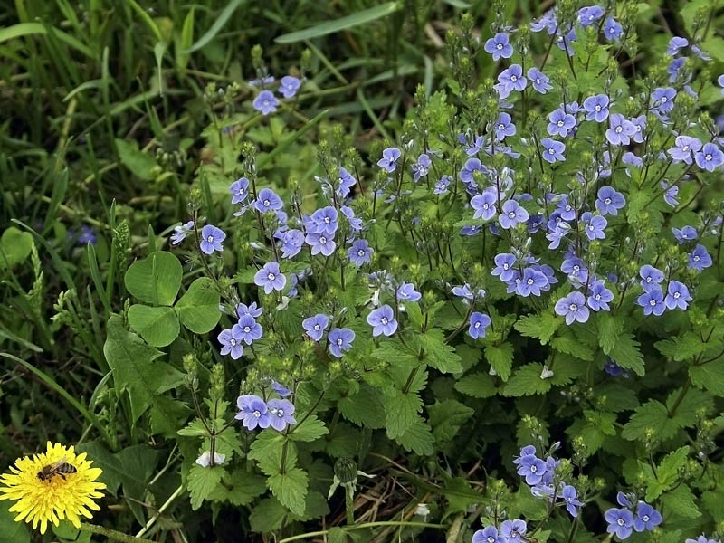 Image of Veronica chamaedrys specimen.