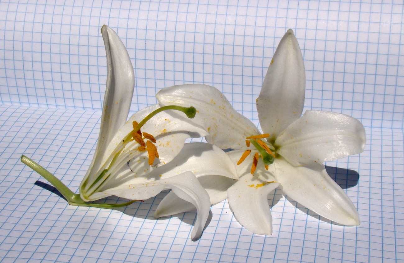 Изображение особи Lilium candidum.