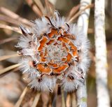 Leucadendron galpinii
