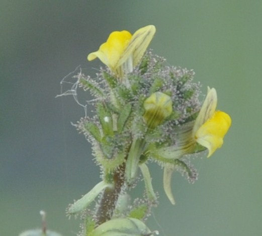 Image of Linaria simplex specimen.