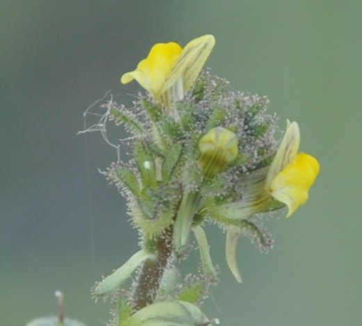 Изображение особи Linaria simplex.