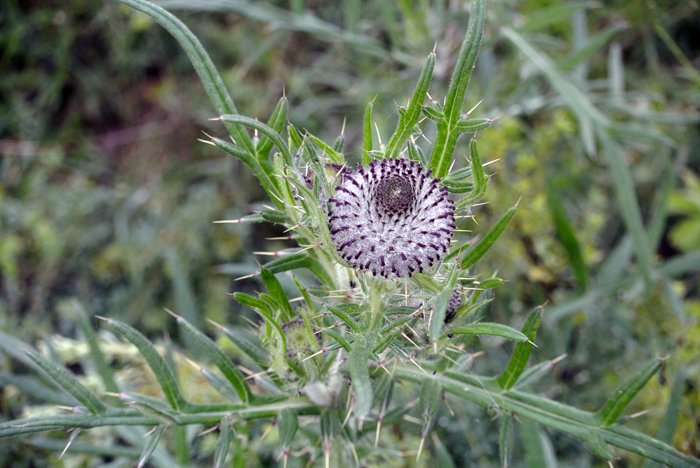 Изображение особи Cirsium polonicum.