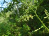 Cimicifuga foetida