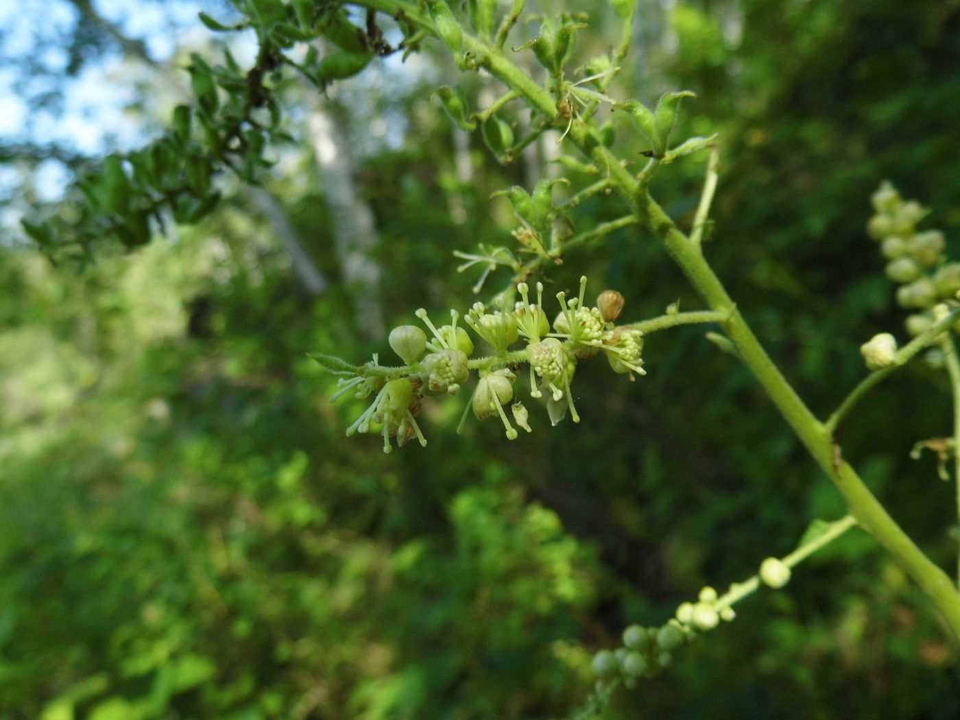 Image of Cimicifuga foetida specimen.