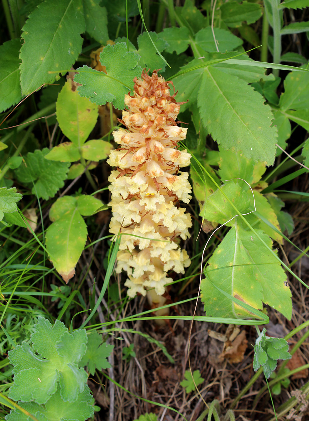 Image of Orobanche grossheimii specimen.