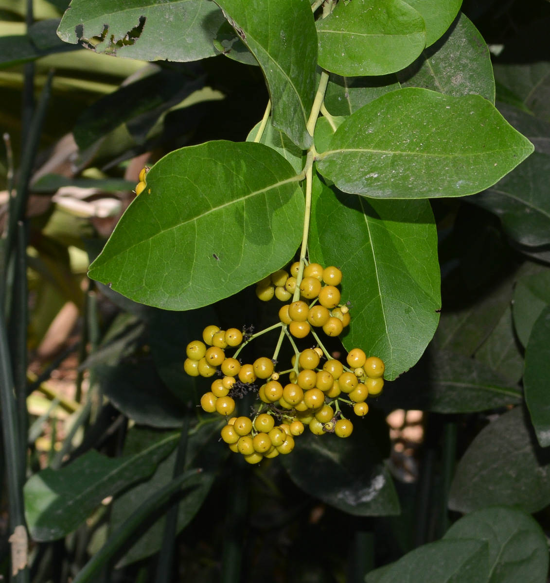 Image of Ehretia tinifolia specimen.
