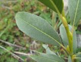 Salix pantosericea. Лист. Кабардино-Балкария, Эльбрусский р-н, долина р. Юсеньги, ок. 2400 м н.у.м., близ р. Юсеньги. 25.08.2017.