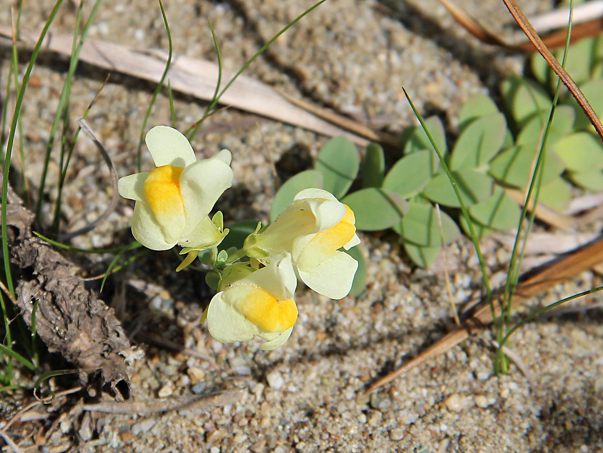 Image of Linaria japonica specimen.