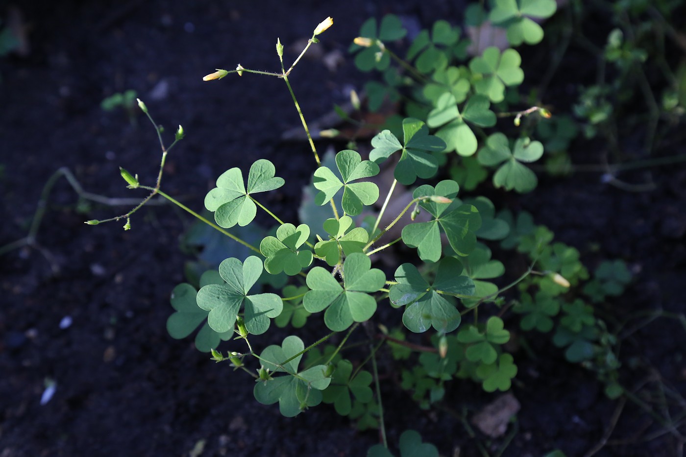 Изображение особи Oxalis stricta.