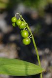 Convallaria majalis. Соплодие с незрелыми плодами и часть листа. Ленинградская обл., Всеволожский р-н, окр. дер. Лаппелово, очищенная от деревьев полоса между ж.-д. путями и смешанным лесом. 14.08.2017.