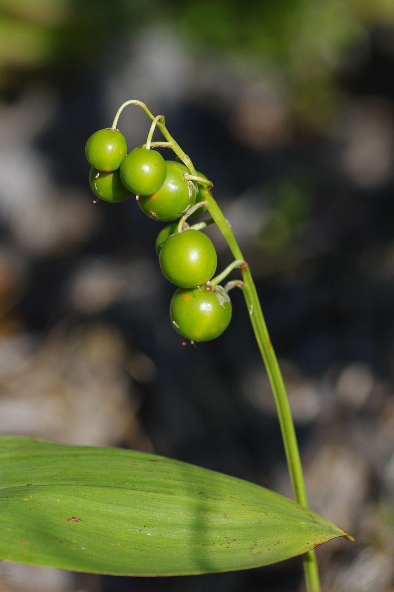 Изображение особи Convallaria majalis.