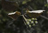 Sorbus taurica