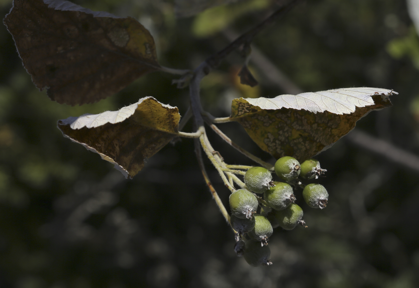 Изображение особи Sorbus taurica.