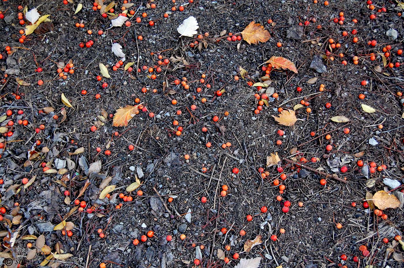 Image of Sorbus intermedia specimen.