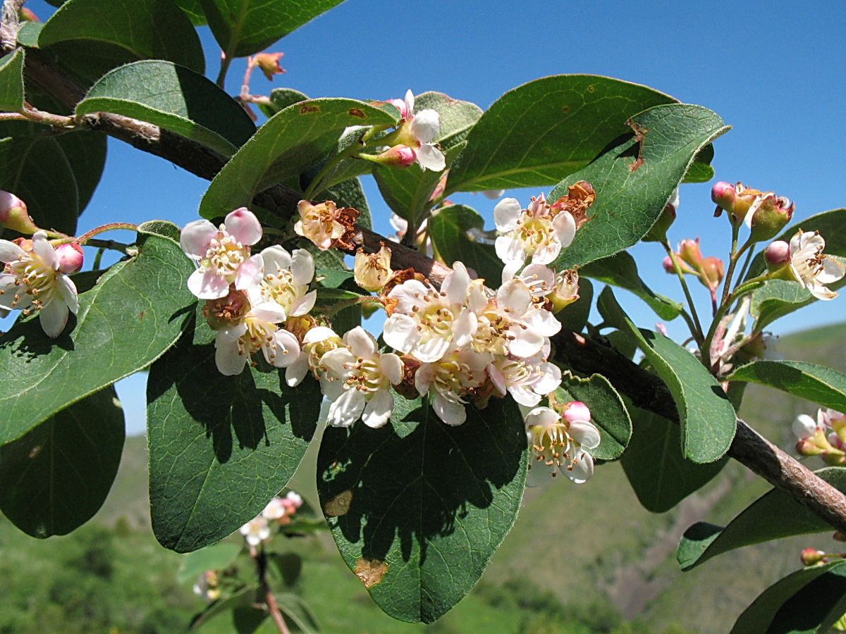 Изображение особи Cotoneaster suavis.