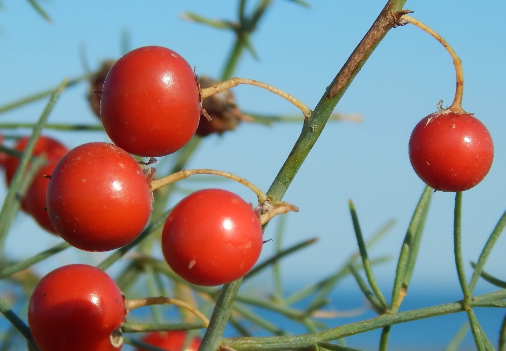 Изображение особи Asparagus litoralis.