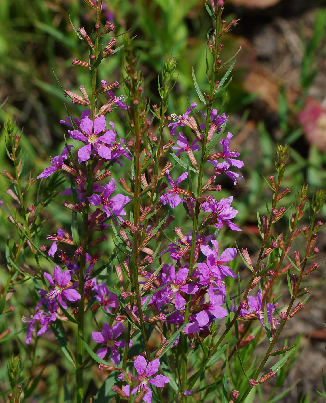 Image of Lythrum virgatum specimen.