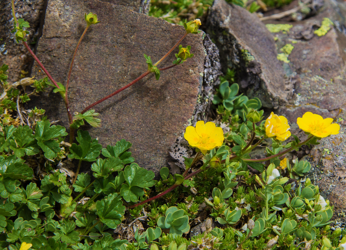 Image of Potentilla gelida specimen.