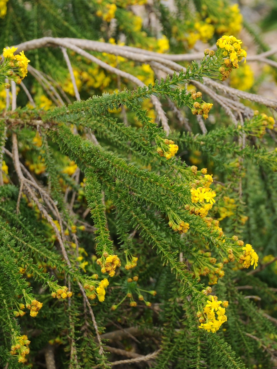 Image of Euryops virgineus specimen.