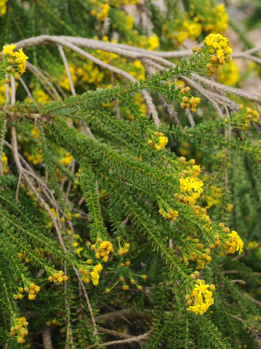 Изображение особи Euryops virgineus.