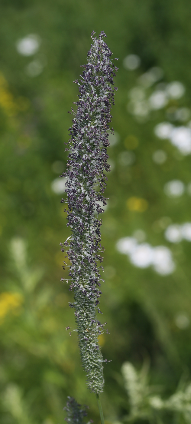 Image of Phleum pratense specimen.