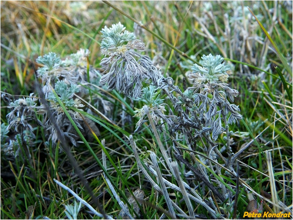 Image of Artemisia austriaca specimen.