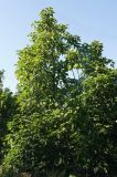 Catalpa bignonioides