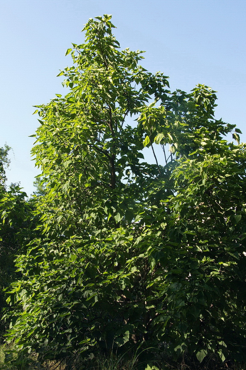 Изображение особи Catalpa bignonioides.