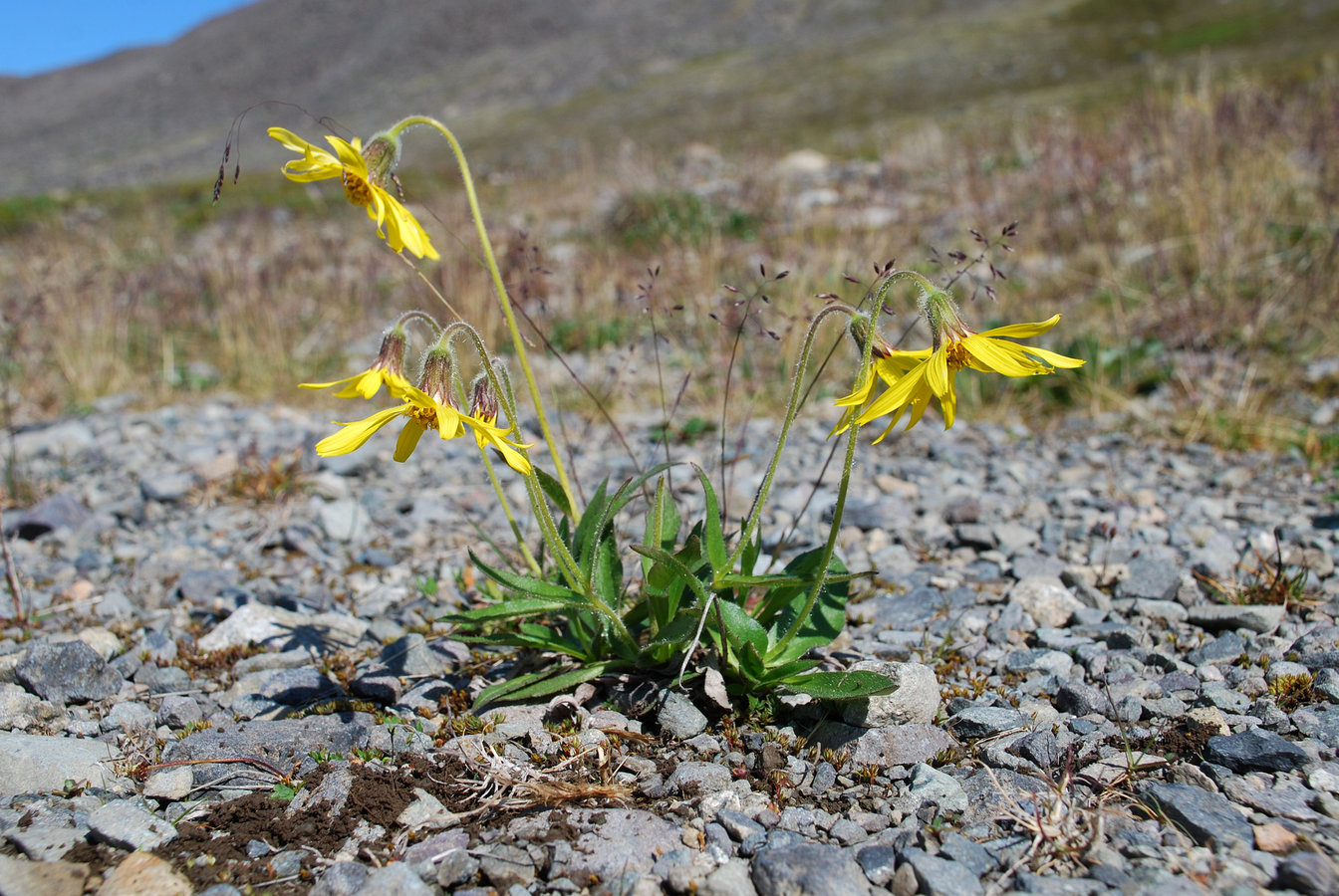 Изображение особи Arnica frigida.