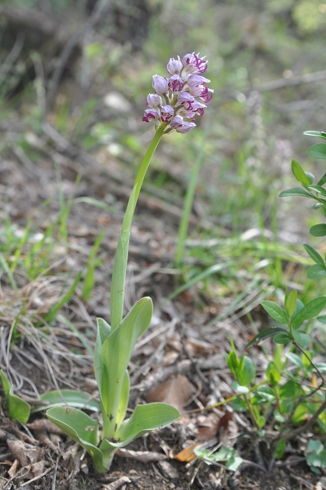 Изображение особи Orchis simia.