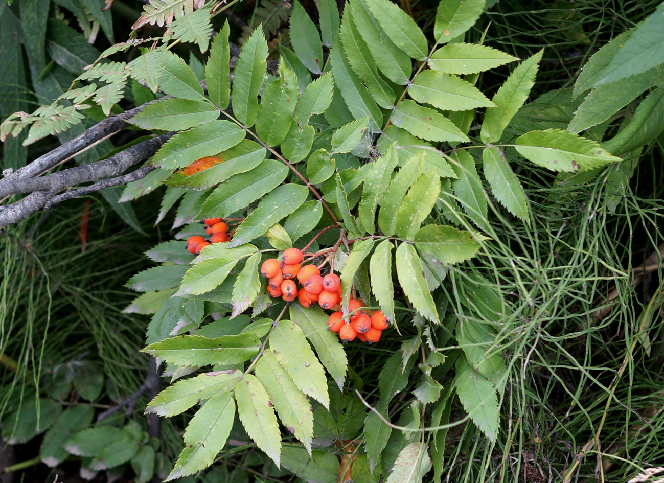 Image of Sorbus sibirica specimen.