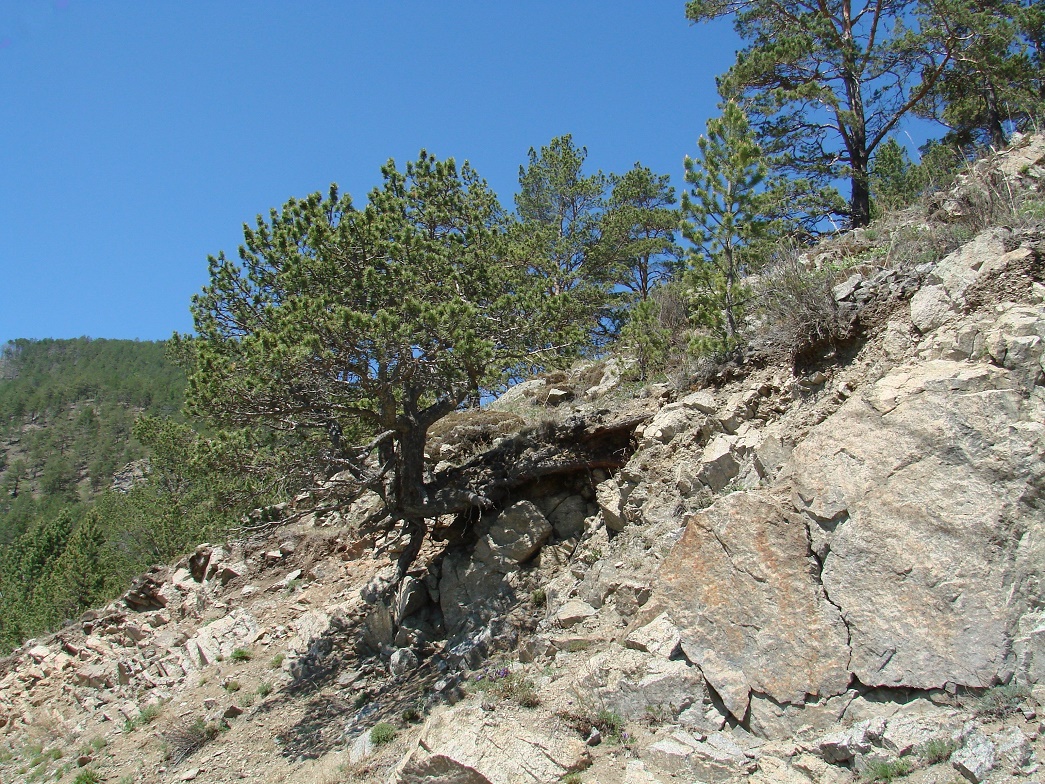 Изображение особи Pinus sylvestris.