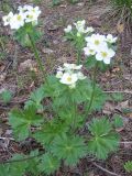 Anemonastrum biarmiense. Цветущее растение. Башкирия, окр. Белорецка, вершина горы Мраткиной. Сосновый лес. Вторая декада мая.