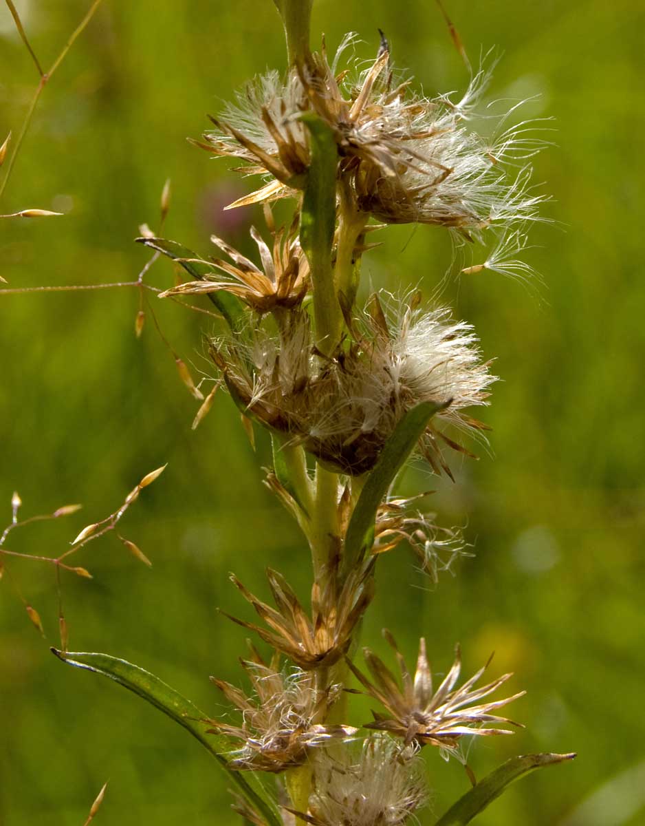 Image of Omalotheca sylvatica specimen.