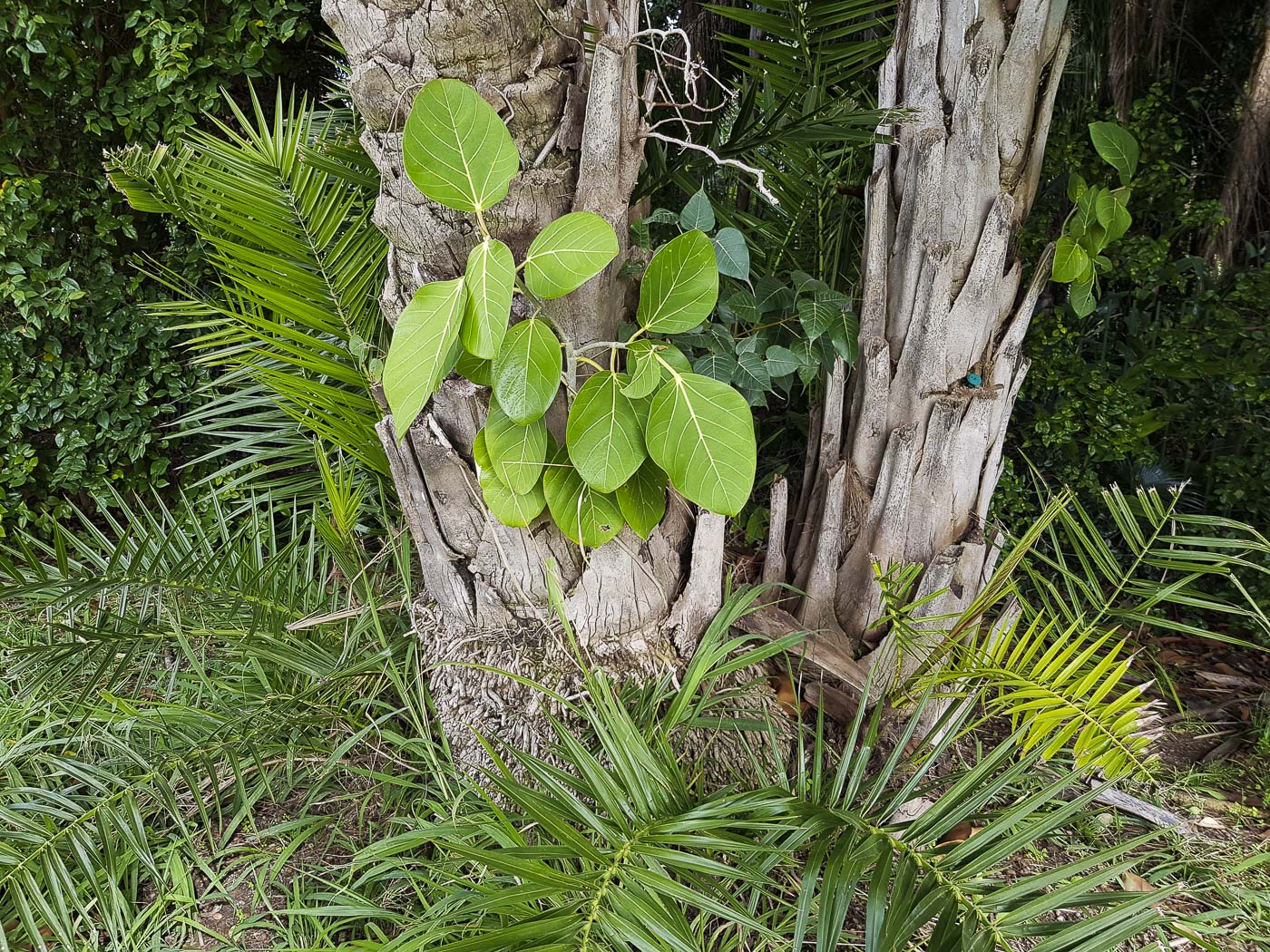 Изображение особи Ficus benghalensis.