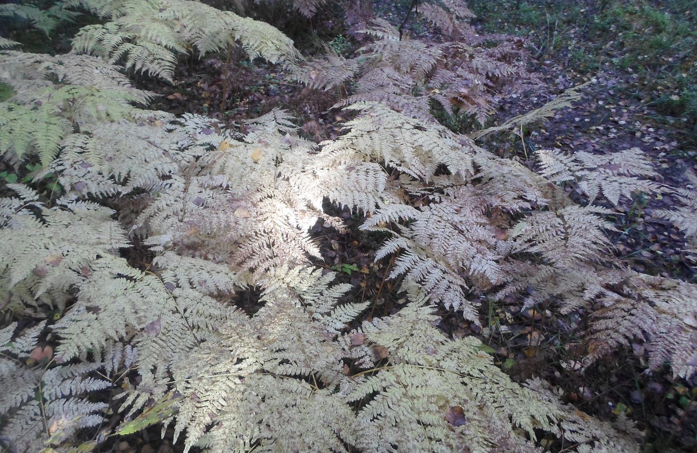 Image of Pteridium pinetorum specimen.
