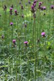 Cirsium rivulare. Верхушки цветущих побегов. Чехия, Оломоуцкий край, природный заповедник Jeseníky, сырая луговина вдоль дороги. 15.06.2017.