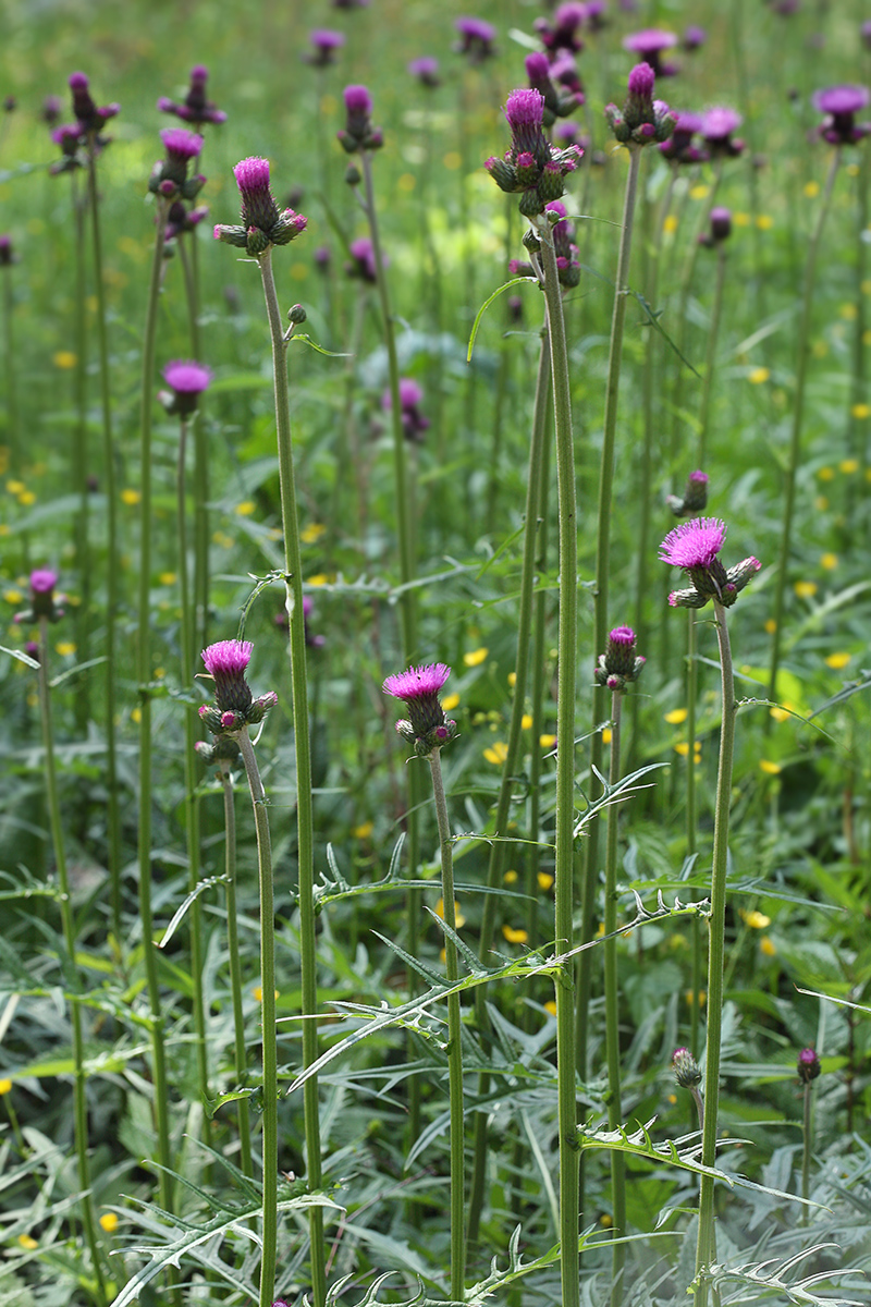 Изображение особи Cirsium rivulare.